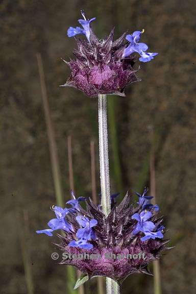 salvia columbariae 5 graphic